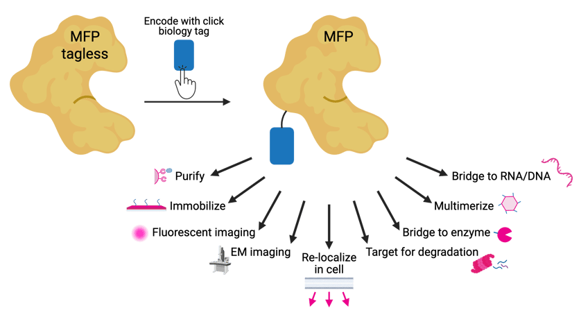 MFP is shown tagless, with a frown. An arrow, with encode with click biology tag and a blue tag above, points to MFP, now happy with the addition of the blue tag. This leads to various functionalities, including purify, immobilize, fluorescent imaging, EM imaging, re-localize in cell, target for degradation, bridge to enzyme, multimerize, and bridge to RNA/DNA. Each functionality includes small schematic representations of each functionality. 