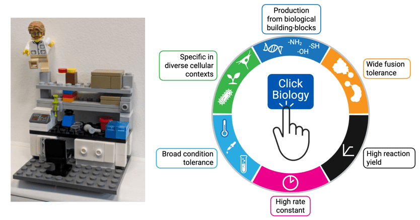 To the left is an image of modular plastic tools built like a lab bench. To the left is a circular diagram showing the criteria for click biology. Starting at the top and moving clockwise, it includes production from biological building-blocks, wide fusion tolerance, high reaction yield, high rate constant, broad condition tolerance, and specific in diverse cellular contexts.