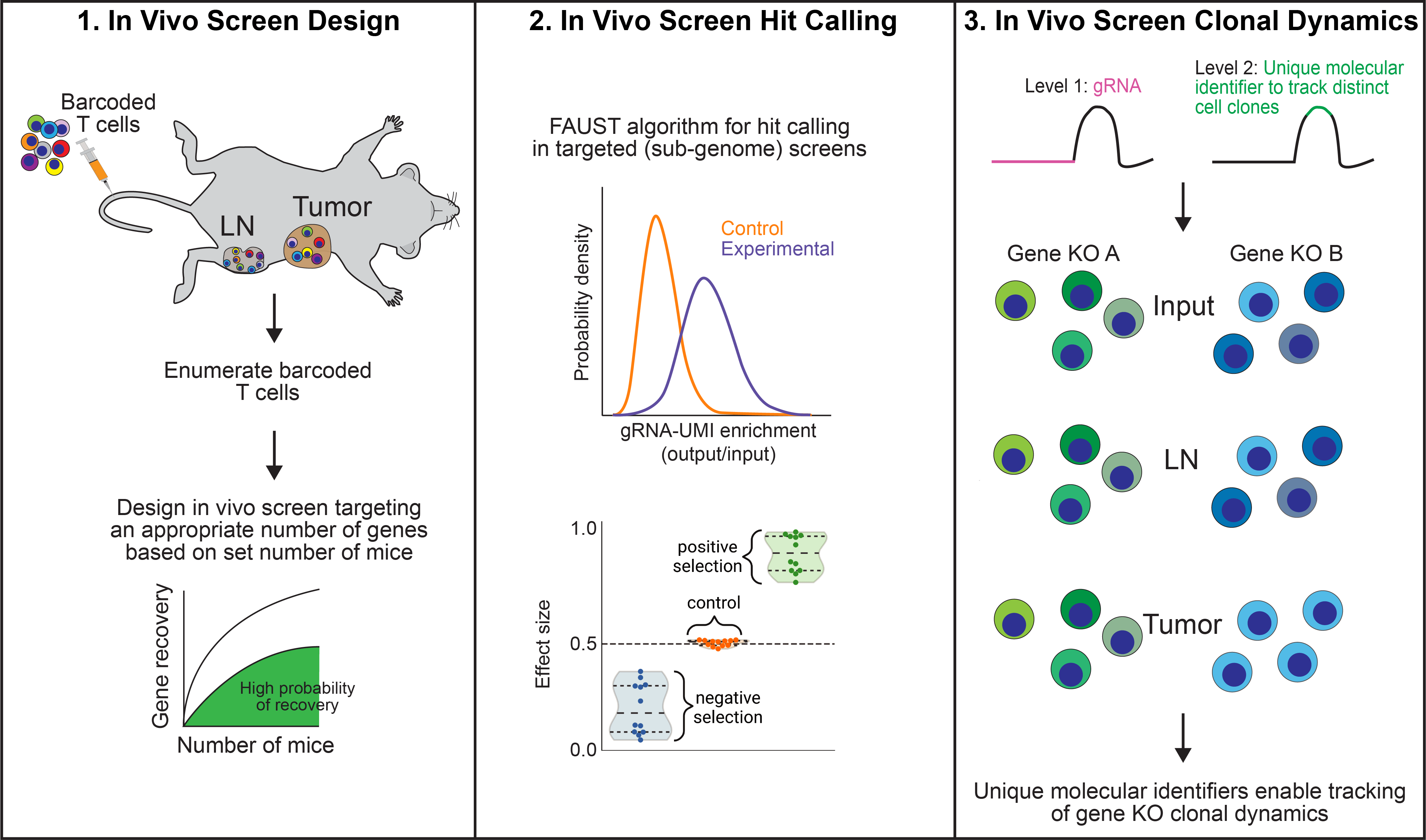 Three panels. The first shows a mouse with lymph nodes and a tumor being injected with barcoded T cells, which are then enumerated and used to design an in vivo screen targeting an appropriate number of genes based on the set number of mice. The second panel shows in vivo screen hit calling using the FAUST algorithm in targeted (subgenome) screens. The third panel shows in vivo screen clonal dynamics, with Level 1 being gRNA and Level 2 being unique molecular identifier to track distinct cell clones, leading to unique molecular identifiers added to cells with Gene A or B knocked out, enabling tracking of gene KO clonal dynamics in lymph nodes and tumor cells.