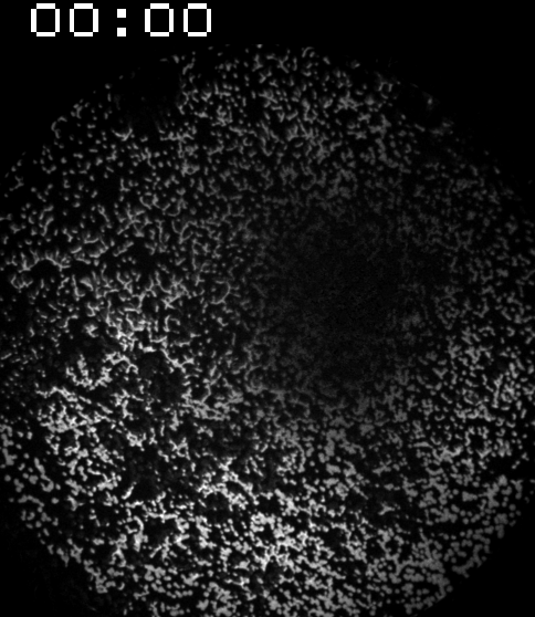 Video 1 MagLOV E coli-1