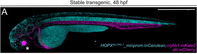 A micrograph of a two-color fluorescent zebrafish embryo labeled "Stable transgenic, 48 hpf"
