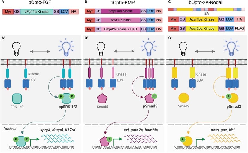 Cartoon schematics of constructs and application of optogenetic signaling tools. Refer to figure caption.