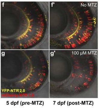 Four microscopic images of zebrafish larvae. YFP-NTR2.0 cells are shown in yellow, while mCherry-NTR 1.0 cells are shown in red. At 5 dpf, pre-MTZ, yellow and red cells are both seen. At 7 dpf, yellow and red cells are both seen in the no MTZ condition. In the 100 µM MTZ condition, red cells remain but no yellow cells do.