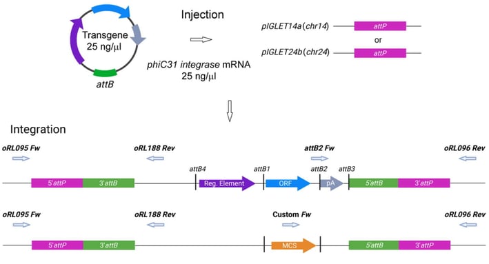 Cartoon schematic. A cartoon plasmid labeled "transgene" is shown with an attB site. An arrow labeled "injection" points toward one of two pIGLET sites with attP sites. phiC31 integrase mRNA is also shown under injection. Another arrow points toward the second part of the figure, labeled "Integration," with two backbone possibilities. The joined attP and attB half-sites now flank the transgene.