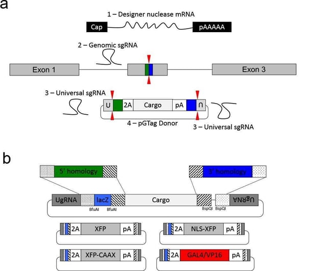 A cartoon schematic. Refer to figure caption.