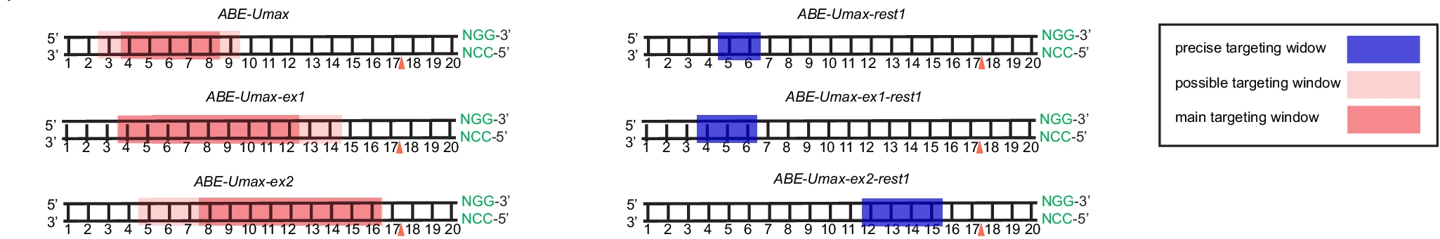 Cartoons of the 20-base Cas9 target sequence. The cut site is between bases 17 and 18, and the PAM appears after base 20. ABE-Umax has a main targeting window from bases 4-8 with possible targeting including bases 3 and 9. ABE-Umax-ex1 has a main targeting window from bases 4-12 with possible targeting including bases 13-14. ABE-Umax-ex2 has a main targeting window from bases 8-16 with possible targeting including bases 5-7. ABE-Umax-rest1 has a precise targeting window from bases 5-6. ABE-Umax-ex1-rest1 has a precise targeting window from bases 4-6. ABE-Umax-ex2-rest1 has a precise targeting window from bases 12-15. 