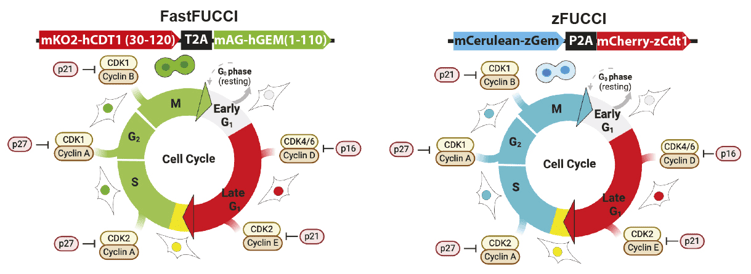Two cartoon illustrations of the cell cycle, showing signaling interactions. In both cartoons, the Late G1 phase is labeled in red, followed by a short yellow/mixed phase. In FastFUCCI, the S, G2, and M phases are labeled green; in zFUCCI, they are labeled blue. In both cases, early G1 is unlabeled.