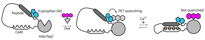 A cartoon protein structure showing the fusion of HaloTag, CaM, and a sensor peptide with tryptophan. The fluorescent dye binds to HaloTag but PET quenching from tryptophan on the sensor peptide prevents fluorescence. Upon CaM binding to calcium, the sensor peptide is displaced, allowing fluorescence.