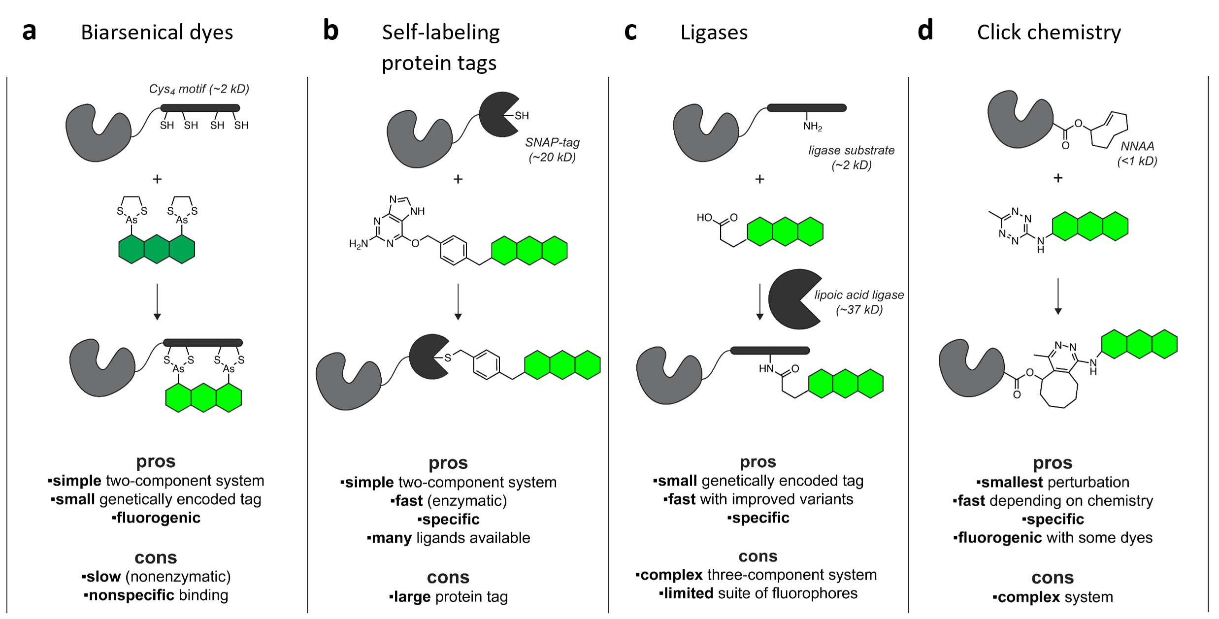 Four schematics of protein labeling strategies with pros and cons list for each. A: Biarsenical dyes. Protein of interest has an added Cys4 motif, shown with a dye molecule that has two arsenic-sulfur moieties. Chemical reaction results in the dye arsenic atoms bound to the Cys sulfurs. Pros include “simple two-component system, small genetically encoded tag, fluorogenic”; cons include “slow (nonenzymatic), nonspecific binding”. B: Self-labeling protein tags. Protein of interest has a SNAP-tag, shown with a benzylguanine ligand. Pros include “simple two-component system, fast (enzymatic), specific, many ligands available”; cons include “large protein tag”. C: Ligases. Protein of interest has a “ligase substrate” peptide motif with a free amine, shown with a ligand with free carboxyl; these are linked by a lipoic acid ligase enzyme. Pros include “small genetically encoded tag, fast with improved variants, specific”; cons include “complex three-component system, limited suite of fluorophores”. D: Click chemistry. Protein of interest has a non-natural amino acid, shown with a tetrazine ligand; these react to form a covalent adduct. Pros include “smallest perturbation, fast (depending on chemistry), specific, fluorogenic with some dyes”; cons include “complex system”.