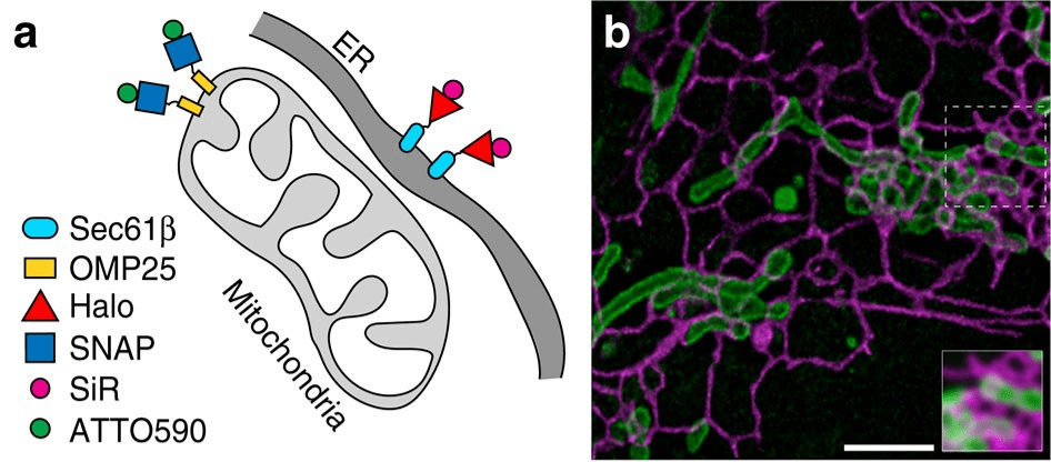 Left panel shows a schematic of protein labeling: Sec61β is embedded in the ER membrane and fused to Halo tag, which binds SiR dye; OMP is embedded in the mitochondrial membrane and fused to SNAP tag, which binds Atto590 dye. Right panel shows a micrograph of a complex network of ER (magenta, thin tubes) entwined with larger mitochondria (green, fat tubes and blobs). The inset appears blurry and separate objects are difficult to distinguish.