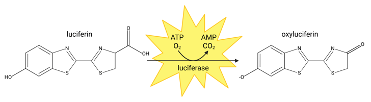 A simplified chemical reaction showing luciferin being converted to oxyluciferin by luciferase, consuming ATP and O2 and releasing AMP, CO2, and light.