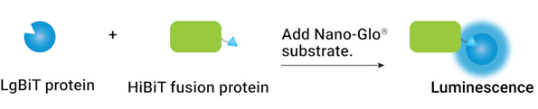 Cartoon illustration of protein complementation. A circle with a wedge missing (LgBiT) and a large rectangular blob with a small triangle attached (HiBiT fusion protein) combine to complete the circle. Upon adding Nano-Glo substrate, this completed enzyme produces a glowing luminescence.