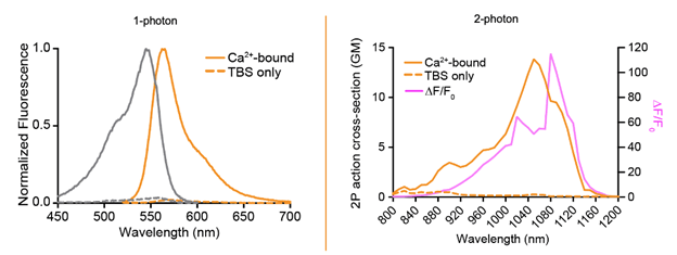 OCaMP: A New Calcium Indicator for Neural Imaging