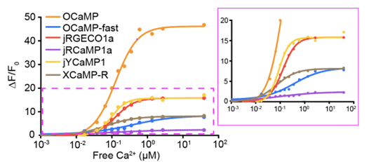 Plots of ΔF/F0 versus calcium ion concentration, showing characteristic S-shaped curves for OCaMP, OCaMP-fast, jRGECO1a, jRCamp1a, jYCaMP1, and XCaMP-R. OCaMP displays the largest response by far, with maximum ΔF/F0 over 45. jRGECO1a and jYCaMP1 have maximum ΔF/F0 only about 15, and other sensors reach between 2 and 6. All sensors reach their maximum at around 0.5 µM and midpoint around 0.1 µM. See Aggarwal et al. 2025 for data and more description.