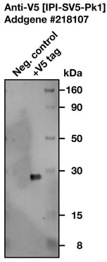 A western blot image comparing the V5 signal from samples with or without a V5-tagged protein. The sample with a V5-tagged protein shows a single, strong band. The sample without a V5-tagged protein has no bands.