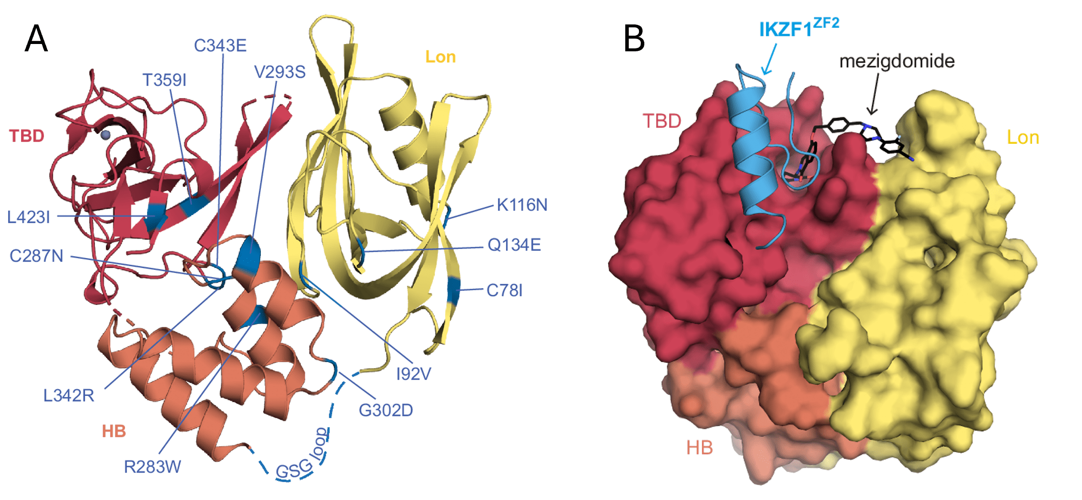 Two protein structure models. In A, CRBN-midi is shown as a ribbon diagram with the TBD, Lon, and HB domains in different colors. The locations of 12 mutations are highlighted, mostly near the surface or domain-domain interfaces. In B, CRBN-midi is shown as a surface blob with a small aromatic molecule (mezigdomide) visible in a cleft between the TBD and Lon domains, and a ribbon protein (IKZF1-ZF2) with a short helix and loops touching the TBD near the drug.