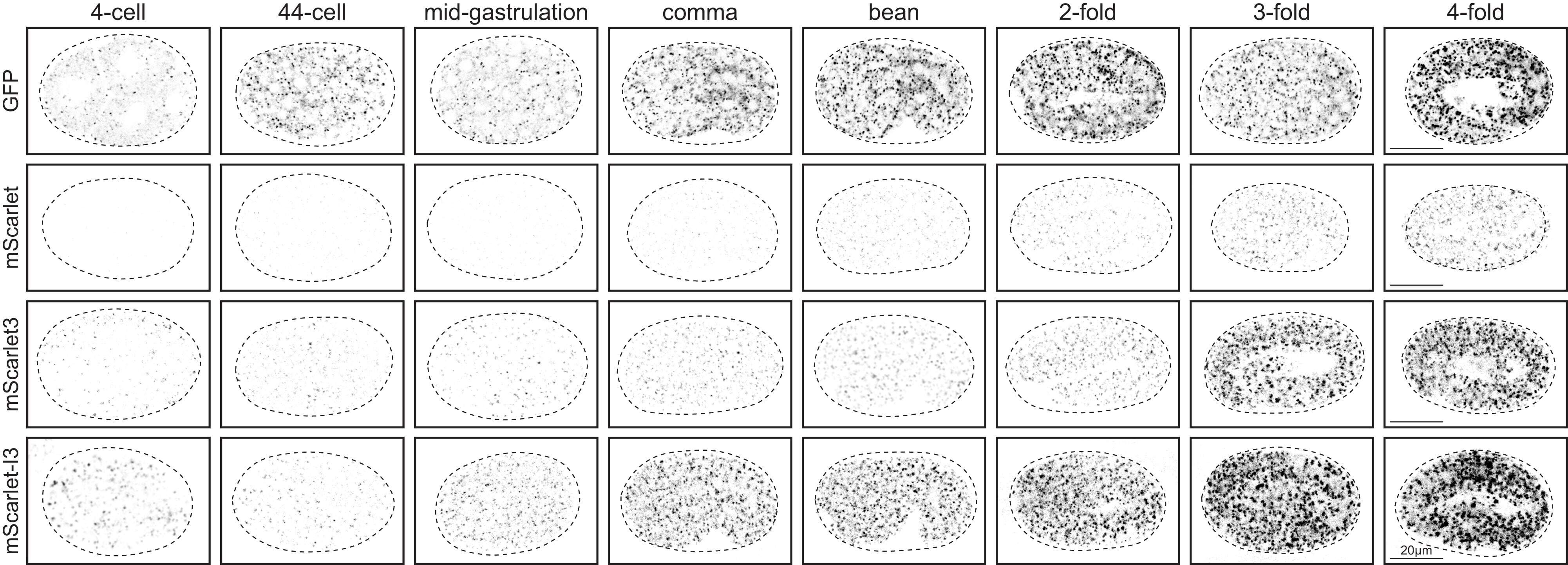 A series of 32 fluorescence micrographs, one of each developmental stage (4-cell, 44-cell, mid-gastrulation, comma, bean, 2-fold, 3-fold, and 4-fold) and fluorophore (GFP, mScarlet [wrmScarlet], mScarlet3, mScarlet-I3). GFP-tagged GOLG-4 puncta were detectable at low levels in the 4-cell embryo, and accumulated steadily at each subsequent stage captured throughout embryogenesis to the 4-fold stage. In contrast, wrmScarlet-tagged GOLG-4 was not visible for several hours in the early embryo and remained weakly expressed through the end of the time course. mScarlet-I3-tagged GOLG-4 expression is comparable to GFP-tagged GOLG-4.