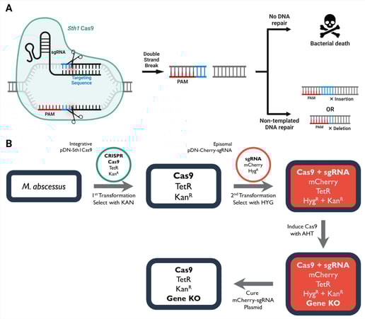 Panel A shows a cartoon of the Sth1Cas9 complex producing double strand breaks at target sites, represented by scissors cutting the DNA. Arrows point to two potential results of these double strand breaks: no DNA repair which could result in bacterial death, or non-templated DNA repair resulting in insertions or deletions in the target gene. Panel B shows a flowchart: the transformation of M. abscessus with pDN-Sth1Cas9 plasmid (CRISPR/Cas9 with TetR and KanR), followed by pDN-Cherry-sgRNA plasmid (sgRNA with mCherry and HygR), making a red cell. An arrow indicates that Cas9 expression is induced with AHT, leading to a gene knockout in the red cell. The last step represents the curation process, in which the sgRNA plasmid is removed, leaving a white cell with Cas9 and the gene knockout.