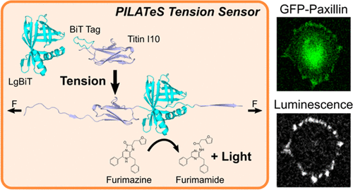 Left panel shows ribbon diagrams of protein structures. Titin I10 is fused to the small BiT Tag, while LgBit (shown in the same color) is expressed separately. Arrows indicates tension applied to Titin I10, with the ribbon structure becoming mostly unraveled and the cyan BiT Tag lined up along a groove of the LgBiT protein. Below this completed luciferase protein, the molecular structure of Furimazine is converted into Furimamide and light. At right, two fluorescence micrographs show a single cell spread out on a surface. In one image (GFP-Paxillin) fluorescence signal forms patches around the outer cell edge and throughout the cell body. In the other image (Luminescence) patches around the cell edge mirror the patches in the GFP-Paxillin image, but the rest of the cell is dark.