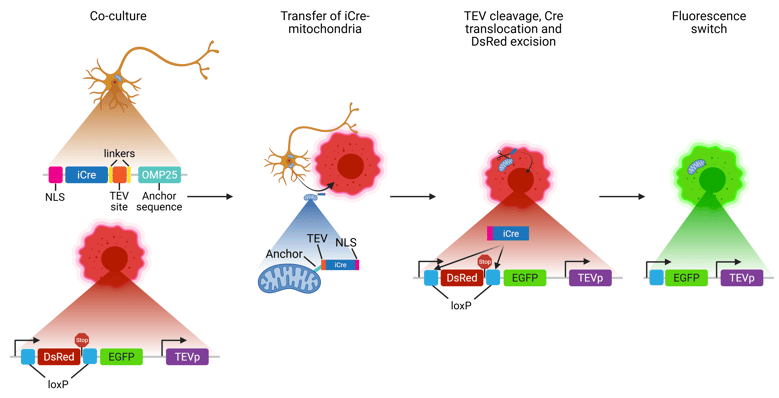 MitoTRACER begins with a co-culture of neurons and recipient cells. Neurons contain a DNA construct of NLS-iCre-TEV site-OMP25 anchor sequence. The cancer cell contains DNA construct LoxP-DsRed-STOP-loxP-EGFP and TEV protease. The cancer cell is red fluorescent. Next is the transfer of mitochondria, tagged with the anchor-TEV site-iCre-NLS, from the neuron to the cancer cell. Once the tagged mitochondria is in the cancer cell, TEV cleaves off NLS-iCre, which is translocated to the nuclease, where iCre excises DsRed through recombination of the loxP sites. The final step shows the fluorescence switch to EGFP, and the now green cancer cell DNA contains EGFP, TEV protease, and the transferred mitochondria.