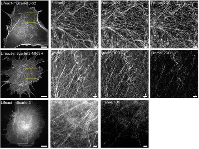 Three rows of micrographs, one for each fluorescent protein. First a whole cell is pictured, with actin fibers visible throughout the cells. Close-up images at Frame 1, 100, and 200 show clearly resolved filaments at all timepoints for mScarlet3-S2. For mScarlet3-M163H, Frame 100 is noisy and Frame 200 is mostly dark, and for mScarlet3 the signal in Frame 100 is dark and barely visible. There is no image for mScarlet3, Frame 200.