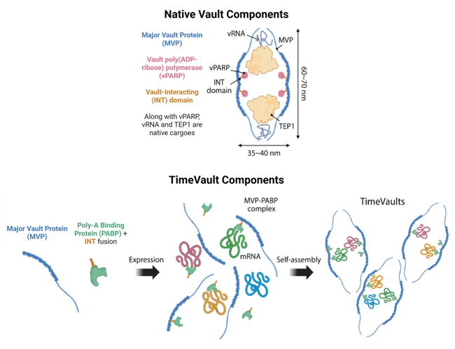 Cartoons showing native vault components and TimeVault components. Native vaults are structurally composed of Major Vault Protein (MVP), which forms barrel-shaped structures of 60-70 nm long and 35-40 nm wide. These structures enclose several native cargoes, including vault poly(ADP-ribose) polymerase (vPARP), vRNA, and TEP1. vPARP is associated with MVP via a vault-interacting (INT) domain. In TimeVault, the INT domain is fused to Poly-A Binding Protein (PABP). Following co-expression of MVP and PABP-INT, the MVP-PABP complex recruits RNAs via their poly-A tails. These complexes self-assemble into vault structures encapsulating multiple mRNAs each.