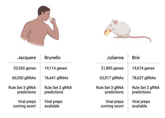 On the left is a comparison of the Jacquere and Brunello libraries, under a picture of a man drinking a glass of wine. For Jacquere and Brunello, the respective comparisons are: 20,550 genes versus 19,114 genes; 60,550 gRNAs versus 76,441 gRNAs; Rule Set 3 gRNA predictions versus Rule Set 2 gRNA predictions; viral preps coming soon versus viral preps available. On the right is a comparison of the Julianna and Brie libraries, under a picture of a mouse eating cheese. For Julianna and Brie, the respective comparisons are: 21,895 genes versus 19,674 genes; 63,017 gRNAs versus 78,637 gRNAs; Rule Set 3 gRNA predictions versus Rule Set 2 gRNA predictions; viral preps coming soon versus viral preps available.