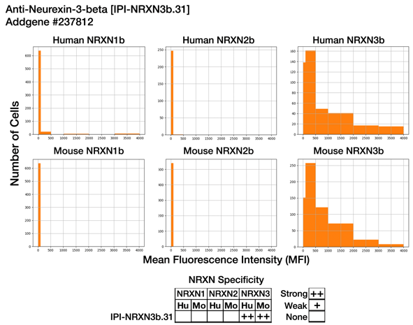 Six histogram panels quantifying NRXN3b labeling signal for samples expressing either human or mouse NRXN1b, NRXN2b, or NRXN3b. Signal for NRXN1b and NRXN2b are at or below baseline, while signals for both human and mouse NRXB3b are very strong.