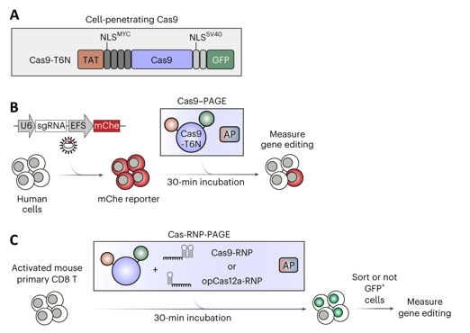  Panel A illustrates the cell-penetrating Cas9 construct described in the legend. Panel B shows a viral U6-sgRNA-EFS-mChe construct added to "Human cells" (white). The resulting mChe reporter line (red cells) undergoes a 30-min incubation with Cas9-PAGE (cell-penetrating Cas9 and Assist Peptide), leading to a mixed red and white population, and "Measure gene editing". Panel C shows "Activated mouse primary CD8 T cells" (white with gray nuclei) undergoing 30-min incubation of Cas-RNP-PAGE (cell-penetrating Cas with crRNA and AP), producing a mixture of cells with green or gray nuclei. Then, "Sort GFP+ cells or not", and "Measure gene editing".
