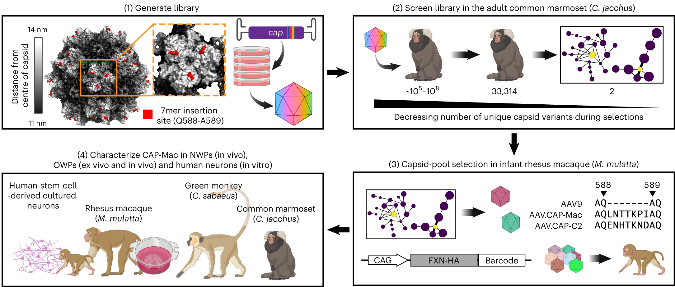 Four-part schematic: (1) Generate library; (2) Screen library in the adult common marmoset (C. jacchus); (3) Capsid-pool selection in infant rhesus macaque (M. mulatta); (4) Characterize CAP-Mac in NWPs (in vivo), OWPs (ex vivo and in vivo) and human neurons (in vitro). For full details please see the cited article (Chuapoco 2023).