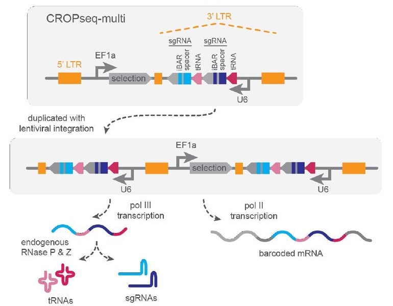 Three schematic panels show the design, integration, and expression of a lentiviral vector for conducting pooled screens with CROPseq-multi.  The first panel shows the design of a CROPseq-multi vector. It includes a 5’ LTR, an EF1a promoter, a selection gene, and an expanded 3’ LTR. The 3’ LTR contains the multiplexed screening insert in reverse orientation, including a U6 promoter, tRNA 1, sgRNA 1, tRNA 2, and sgRNA 2. Each sgRNA includes a matching spacer and iBAR. The second panel shows the sequence after lentiviral integration into the genome. The 3’ LTR has been duplicated to the 5’ end of the sequence. The full sequence now includes the reversed multiplexed insert under control of the U6 promoter (left), the selection gene under control of the EF1a promoter (center), and the original 3’ copy of the reversed multiplexed insert (right).  The third panel shows how this sequence is transcribed and processed. (1) The duplicated U6 promoter, now on the leftmost end of the sequence, drives minus-strand pol III transcription of the multiplexed insert. This produces an RNA sequence with tRNA 1, sgRNA 1, tRNA 2, and sgRNA 2. Endogenous RNases P and Z cleave the tRNAs out of this sequence, yielding two different mature sgRNAs. (2) In the center, the EF1a promoter drives plus-strand pol II transcription. This produces a barcoded mRNA sequence that includes the selection gene and the reverse complement of the multiplexed insert. (3) The rightmost U6 promoter is not shown driving transcription.
