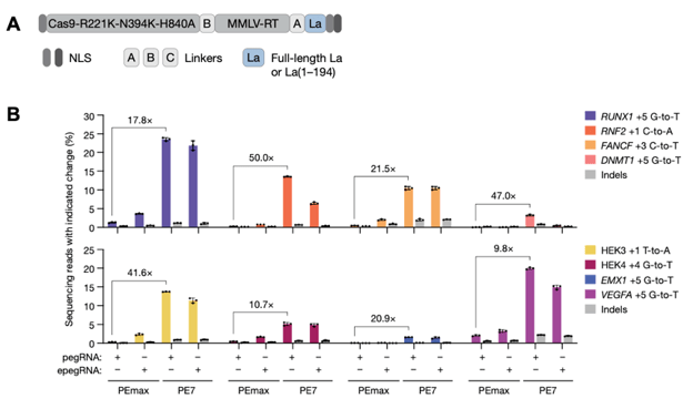 Panel A shows a diagram of PE7 components: an NLS, Cas9-R221K-N394K-H840A, linker, MMLV-RT, linker, La (full-length or aa 1-194), and NLS. Panel B shows bar graphs comparing the % of sequencing reads with edit, for PEmax or PE7 with pegRNA or epegRNA for eight different genomic targets. Values range widely from near-zero to 25%. The increases of PE7 over PEmax are highlighted, ranging from 9.8x to 50.0x. Data values are available in Supplementary Table 7 of Yan et al. 2024.