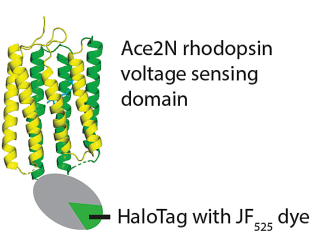 A protein structure showing the Ace2N rhodopsin voltage sensing domain as a ribbon diagram with seven alpha helix bundle. The end of one of the helices is linked to a gray oval with a green wedge labeled HaloTag with JF-525 dye.