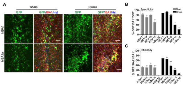 Panel A shows microscopy images of GFP expressed in brain cells with the full hIBA1 promoter versus the hIBA1a promoter fragment in mice with stroke and with sham. Green GFP signal largely overlaps with red IBA1 signal in both hIBA1 and hIBA1a in all conditions, but the intensity of the GFP signal is much brighter in stroke than sham condition. Panel B shows bar graphs of GFP specificity, with values of around 70 to 85% for both hIBA1 and hIBA1a in all conditions. Panel C shows bar graphs of the transduction efficiency, with values around 35% for both hIBA1 and hIBA1a in sham and around 70% for both hIBA1 and hIBA1a in stroke.