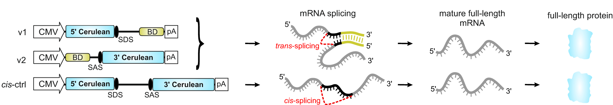 The upper row of the diagram shows two vectors, v1 and v2, carrying gene segments labeled 5’ Cerulean and 3’ Cerulean, respectively, along with regulatory elements including promoters, binding domains, a splice donor site on v1, a splice acceptor site on v2, and polyadenylation signals. When the resulting two mRNAs are bound via their binding domains, they undergo mRNA trans-splicing where the 5’ and 3’ Cerulean segments from v1 and v2 become joined into one mature mRNA. In the lower part of the diagram, the cis-splicing control vector has 5’ Cerulean and 3’ Cerulean separated by a splice donor site, an intron, and a splice acceptor site. This mRNA undergoes cis-splicing to remove the intron. In each case, the successful splicing results in a full-length mRNA that is translated into a full-length protein.