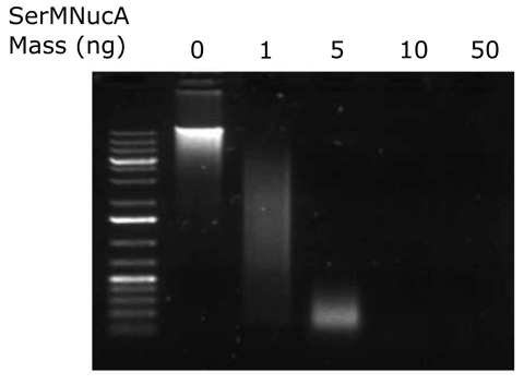 Image of gel electrophoresis with samples of increasing amounts of SerMNucA (0, 1, 5, 10, and 50 ng). At 0 ng, the sample DNA stays in a large band near the top of the gel with some smearing. At 1 ng, the DNA migrates as a broad smear of smaller sizes, and at 5 ng the DNA is a smear of very low bp sizes. At 10 and 50 ng no remaining DNA is visible in the gel.