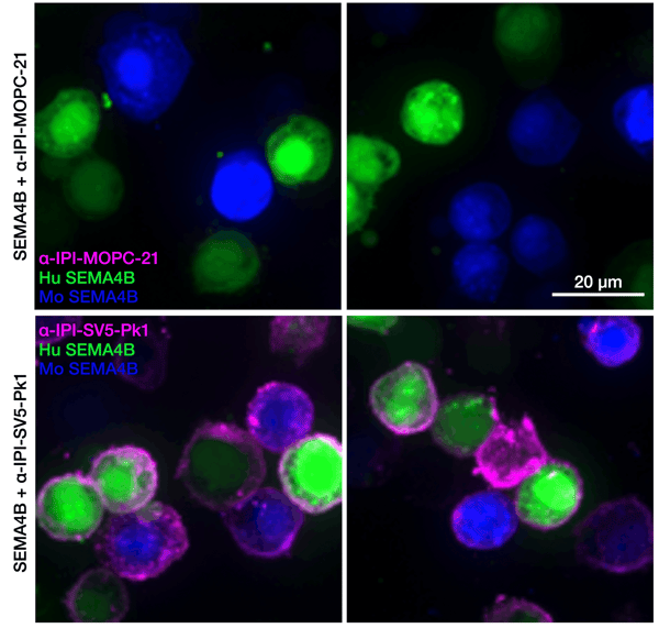Micrographs of samples as labeled in the legend. Top row images show several cells with green and blue signal (human or mouse) but no detectable magenta signal (rabbit isotype control antibody). Bottom row images show several cells with green and blue signal and all have magenta signal (anti-V5 antibody).