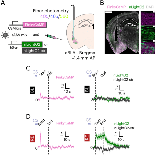Panel A shows a schematic of rAAV constructs containing PinkyCaMP expressed under CaMKIIa promoter and nLightG2 or nLightG2-ctr expressed under hSyn promoter; a cross-section of brain shows a syringe injects this mix into aBLA Bregma then a photometry fiber is inserted into the same location with 405, 465, and 560 nm illumination channels. Panel B shows fluorescence micrographs of a brain slice and magnified images around the injection site. The fiber location is visible, with widespread coexpression of both PinkyCaMP and nLightG2 in individual cells. C and D show line traces of PinkyCaMP and nLightG2 or nLightG2-ctr signals over time. In the baseline session, a small increase of PinkyCaMP signal occurs at the start of the stimulus tone but is otherwise flat with some noise; nLightG2 and nLightG2-ctr are both flat with similar noise. In the re-exposure session, PinkyCaMP signal has a spike at the start of the stimulus tone that quickly returns to baseline and a small spike at the end; nLightG2 (but not nLightG2-ctr) displays a prominent increase sustained throughout the time of the stimulus tone that slowly returns to baseline after the end of the tone.
