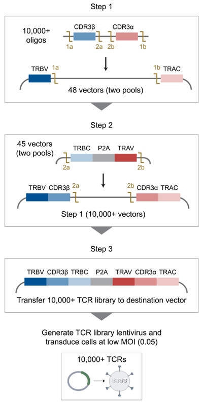 A three-step flowchart showing the Golden Gate cloning process to build TCRs. In step one, 10,000+ oligos containing paired CDR3β and CDR3α sequences are combined with 48 vectors from two pools containing paired TRBV and TRAC sequences. Matched sticky ends link TRBV to CDR3β and CDR3α to TRAC , while the CDR3β-α oligo still contains sticky end sequences between the CDR sequences that are not used until the next step. In step two, the 10,000+ vectors generated in step one are combined with 45 vectors from two pools containing a TRBC-P2A-TRAV sequence, which is inserted between the CDR sequences. In step three, the complete TCR vector reads: TRBV-CDR3β-TRBC-P2A-TRAV-CDRα-TRAC. The 10,000+ TCR library is transferred to the destination vector for lentiviral transduction at low MOI (0.05).
