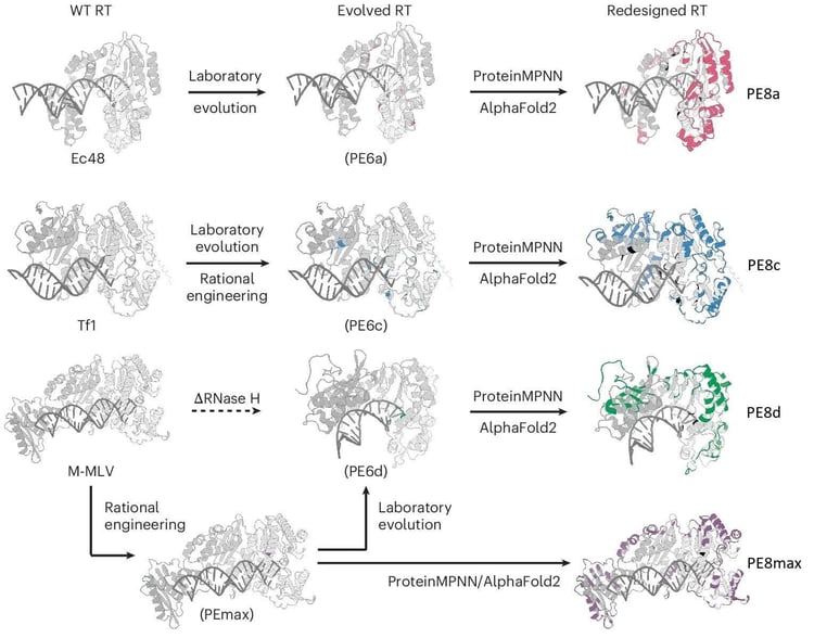 Flow charts indicating the development of PE8 series reverse transcriptase (RT) domains. The left column shows the structures of three WT RTs: Ec48, Tf1, and M-MLV. The middle column shows the structures of evolved RTs used in prime editors, with sparse mutations highlighted. The right column shows the structures of redesigned RTs, with significant mutations highlighted. Ec48 leads to PE6a through laboratory evolution. PE6a leads to PE8a using Protein MPNN and AlphaFold2. Tf1 leads to PE6c through laboratory evolution and rational engineering. PE6c leads to PE8c using Protein MPNN and AlphaFold2. M-MLV leads to PEmax through rational engineering. Pemax leads to PE6d through laboratory evolution, including deletion of RNaseH. PE6d leads to PE8d and PEmax leads to PE8max, both using Protein MPNN and AlphaFold2.