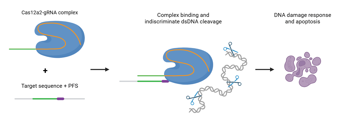 The Cas12a2 enzyme is shown in complex with the gRNA, containing a targeting spacer sequence and gRNA scaffold. Below is the target sequence of the spacer in the genome, with the PFS. This complex is then shown bound to the genomic DNA, next to dsDNA being cut in many places by scissors. The final step shows a cell undergoing apoptosis.