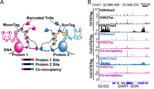 Panel A shows a cartoon schematic of DNA with two bound proteins. Protein 1 is bound by a mouse antibody, which is bound by a protein chain with a series of epitopes labeled MoonTag, each bound by a protein attached to a barcoded Tn5. Several Tn5s reach down to touch the DNA, incorporating a labeled barcode and breaking the DNA into fragments. An analogous arrangement occurs at Protein 2, but the antibody is labeled as Rabbit and the series of protein tags are SunTag. The barcoded Tn5s anchored through SunTag to Protein 2 attach a different barcode to their respective fragments than those recruited via MoonTag. Resulting DNA fragments are labeled based on whether they have one or the other or both barcodes, Protein 1 site, Protein 2 site, or Co-occupancy. Panel B shows a series of plots of genomic tracks at OLIG2, GART, and SON. While there are several sites of co-occupancy between H3K4me3 and H3K27ac, there are almost no co-occupancy between H3K27me3 and H3K27ac. See Sun et al. for more details.