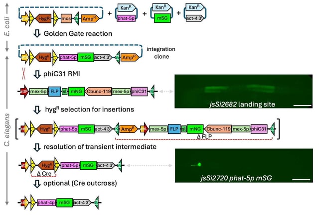 A series of schematics of genetic elements for RMI. First, plasmid pAttBF3Hyg includes attB, HygR flanked by L2 sites, mcs, and F3. Three Golden Gate plasmids are shown, with mSG, promoter, and terminator features. After a Golden Gate reaction, the integration clone containing all these assembled features is injected to the worm whose genome includes the RMI landing site with attP, FLP, mNG, phiC31, and F3 and other features. A fluorescence micrograph shows a worm with the jsSi2682 landing site, expressing diffuse signal in germline cells. After recombination between the attB and attP sites and hygR selection, the landing site is now flanked by F3 sites for FLP-mediated self-excision. The transient intermediate resolves to include only the attR site and transgene features, and the HygR is flanked by L2 sites so it can be optionally outcrossed with Cre. A fluorescence micrograph shows a worm with jsSi2720 phat-5p mSG, with strong signal in the pharyngeal gland cells.