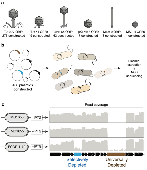 Three panels outlining the phage ORFeome screen. Panel A shows cartoon images of six phages and the number of total ORFs versus the number that were constructed. T2: 277/275 ORFs; T7: 49/51 ORFs; λvir: 63/65 ORFs; φX174: 7/8 ORFs; M13: 8/9 ORFs; MS2: 4/4 ORFs.Panel B shows a cartoon schematic of the screen. 406 plasmids of varying sizes are transformed into different colored bacteria, followed by plasmid extraction + NGS sequencing. Panel C shows representative read coverage data for MG1655 cells with and without IPTG and ECOR strains 1-72 with IPTG. Reads that are depleted only in the ECOR strains are selectively depleted; reads that are depleted across all three conditions are universally depleted.