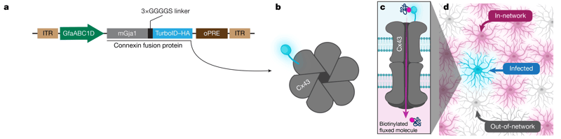 Panel A shows genetic parts labeled ITR, GfaABC1D (promoter), (mGja1, 3xGGGGS linker, TurboID-HA) Connexin fusion protein, oPRE, and ITR. Panel B is a cartoon of six wedge-shaped Cx43 subunits arranged in a hexagon with a small pore in the center; attached to one of the subunits is a blue protein corresponding to TurboID-HA. Panel C shows a cartoon cross-section of a gap junction between two cell membranes. The TurboID fusion protein, near the pore opening at one cell's cytoplasmic face, is joined with a small protein tagged with a magenta spot; an arrow indicates the magenta-tagged protein moves through the channel into the cytoplasm of the neighboring cell where it is labeled "Biotinylated fluxed molecule". Panel D is a cartoon of an array of highly branched cells, with a blue cell in the middle labeled "Infected", several nearby magenta cells labeled "In-network" (which either touch the Infected cell or another one of its In-network neighbors), and some cells in gray labeled "Out-of-network".