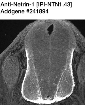 A fluorescence image of a spinal cord cross-section with strong signal localized around the floor plate and pial surface.