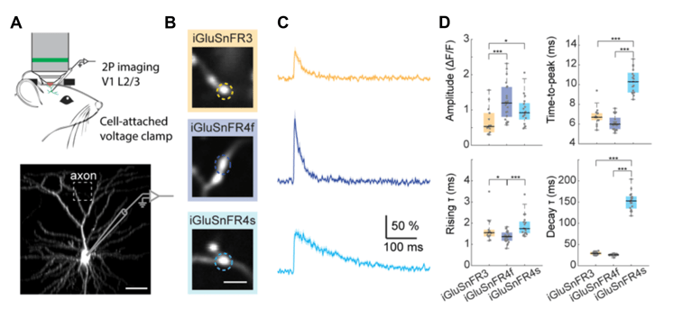 Panel A shows an illustration of a headfixed mouse with microscope objective and voltage clamp patch-pipette into the V1 L2/3, and a fluorescence micrograph of a clearly visible neuron with an axon highlighted and a patch-pipette tip on the cell body. Panel B shows three fluorescence micrographs closely zoomed in on axonal boutons labeled with iGluSnFR3, iGluSnFR4s, or iGluSnFR4f. Panel C shows three line graphs of average iGluSnFR3, iGluSnFR4s, or iGluSnFR4f ΔF/F0 signal over time after one action potential; iGluSnFR4s and iGluSnFR4f have a higher peak than iGluSnFR3, and iGluSnFR4s also decays much more slowly than 3 and 4f. Panel D shows box-and-whisker plots of the sensors’ properties: both iGluSnFR4s and iGluSnFR4f have significantly higher peak ΔF/F0 than iGluSnFR3; iGluSnFR4f has a faster time-to-peak than iGluSnFR3, while iGluSnFR4s is much slower; iGluSnFR4f has faster Rising time and iGluSnFR4s is slower than iGluSnFR3; iGluSnFR3 and iGluSnFR4f have similar half decay times, while iGluSnFR4s is much longer. Refer to Aggarwal et al. 2024 for more detail and data.