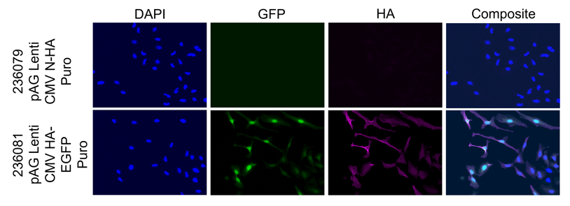 A series of fluorescence micrographs showing cells transfected with plasmids 236079 or 236081. Cells with Plasmid 236079 show no signal in GFP or HA channels, while those with Plasmid 236081 show bright GFP and HA signal in every cell, indicating strong expression of the HA-tagged EGFP fusion.