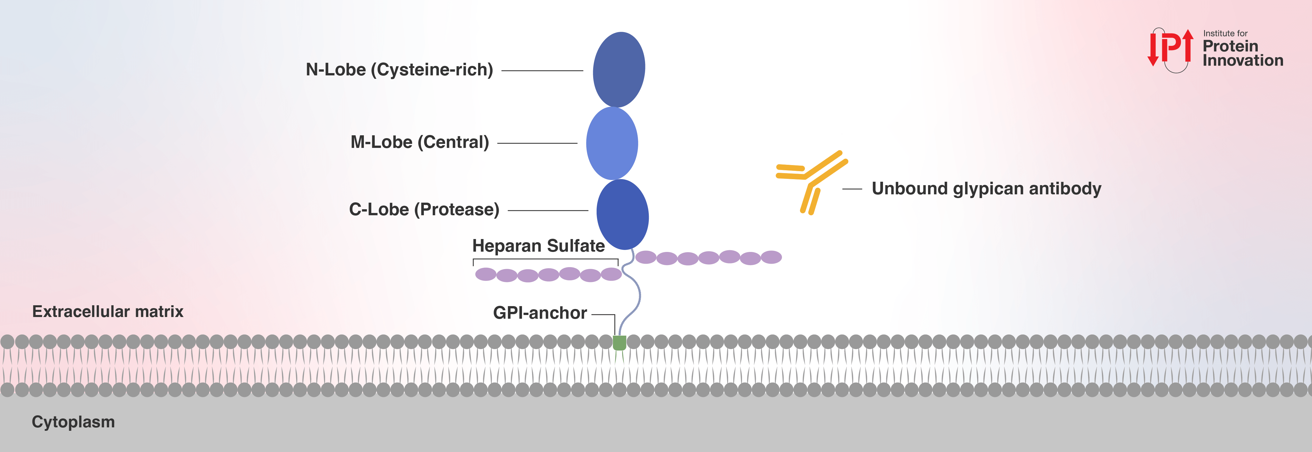 Schematic of a glypican protein, shown as three domains (the cysteine-rich N-terminal or N-Lobe, central M-Lobe, and C-terminal protease or C-lobe), anchored to the surface of a cell by a GPI-anchor with two heparan sulfate chains between the GPI-anchor and C-Lobe domain. Unbound glypican antibody is also shown.