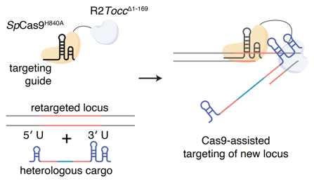 Cartoon illustration of STITCHR. The protein effector consists of SpCas9H840A fused to R2ToccΔ1-169. Cas9 is shown bound to an RNA targeting guide. In addition, a transposon RNA is included, consisting of 5’ and 3’ untranslated hairpins, homology arms that match the genomic target, and a payload sequence. The protein and RNA elements are combined, and an arrow shows STITCHR bound to the genomic target. The fused Cas9 is bound to the double-stranded DNA region, and one DNA strand has been cut. The transposon’s 3’ homology arm has invaded to base pair to the genomic DNA, poising the reverse transcriptase to proceed.